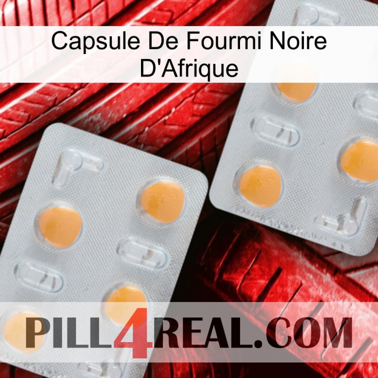 Africa Black Ant Capsule 25